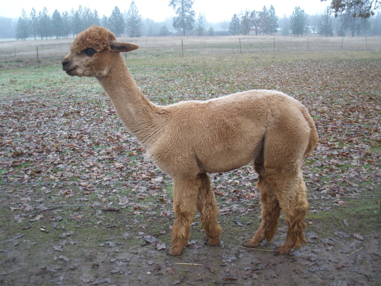Fawn Alpacas for Sale