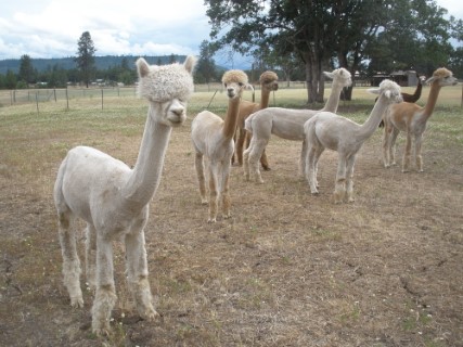 Chivas on the left, 9.2 lbs lighter